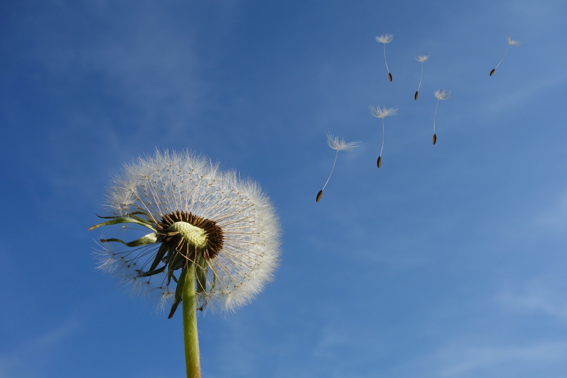 Hay Fever and Asthma in Spring